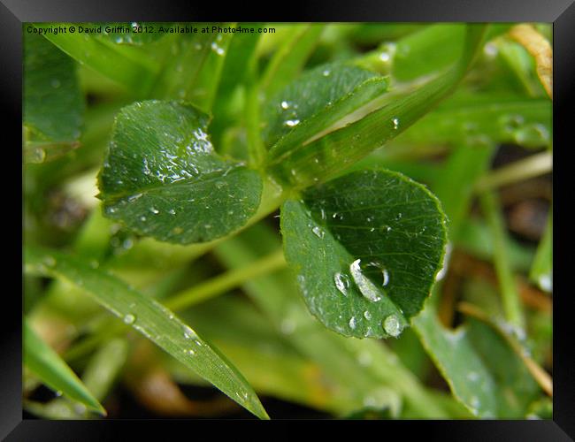 Water droplets Framed Print by David Griffin