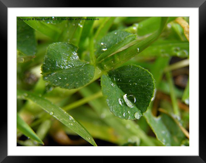 Water droplets Framed Mounted Print by David Griffin