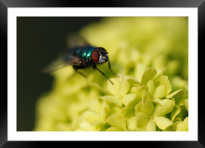 Fly On Pom Pom Flower Framed Mounted Print by lee drage