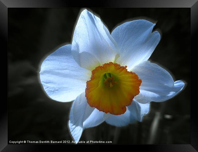 Spring White Daffodil Framed Print by Thomas Dentith Barnard