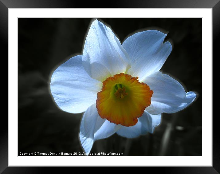Spring White Daffodil Framed Mounted Print by Thomas Dentith Barnard