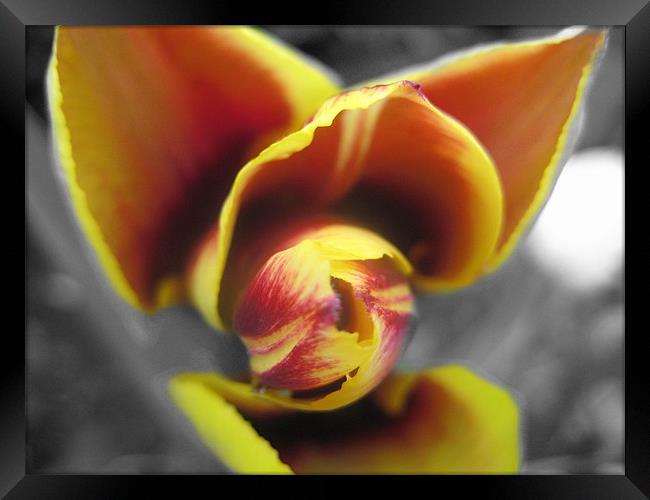 Tulip In Bloom Framed Print by Thomas Dentith Barnard