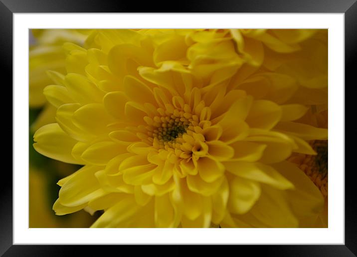 Warming Flower Framed Mounted Print by Thomas Dentith Barnard