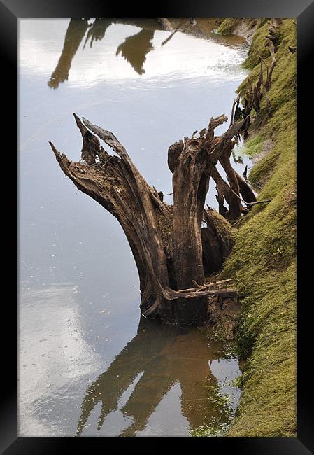 Stream Tree Bark Framed Print by Robert Dudman