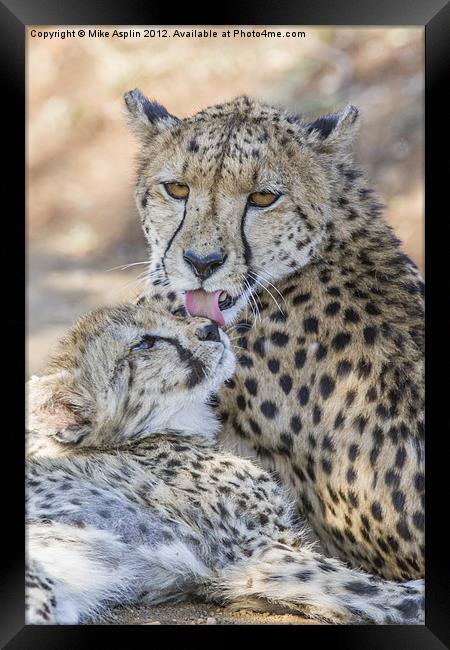 Female Cheetah washes her young cub. Framed Print by Mike Asplin
