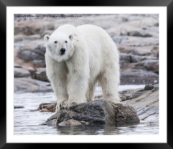 Hungry Polar Bear on Rock Framed Mounted Print by Mike Asplin