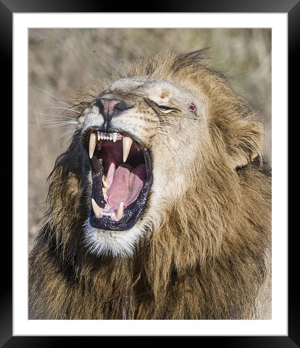 Male Lion roaring Framed Mounted Print by Mike Asplin