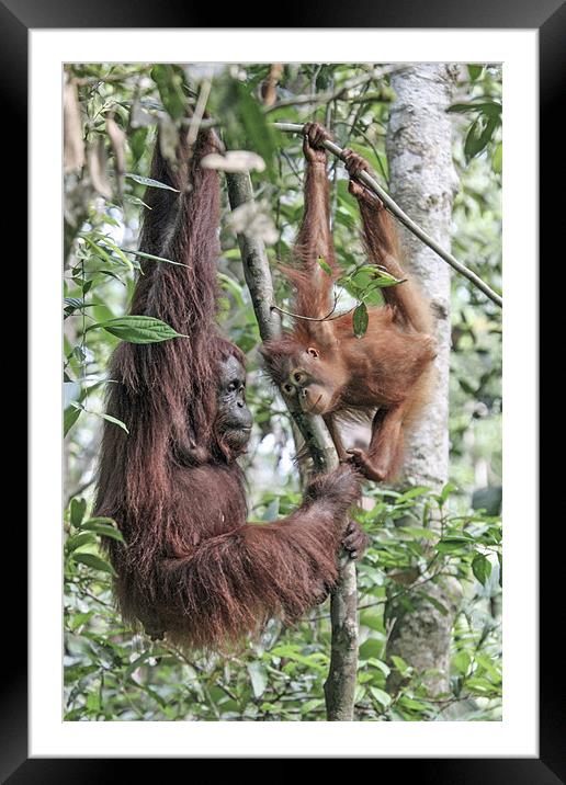 Mother Orangutan and daughter Framed Mounted Print by Mike Asplin