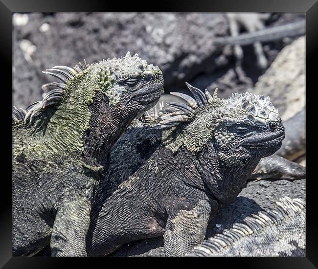 Fernandina marine iguanas sunbathing Framed Print by Mike Asplin