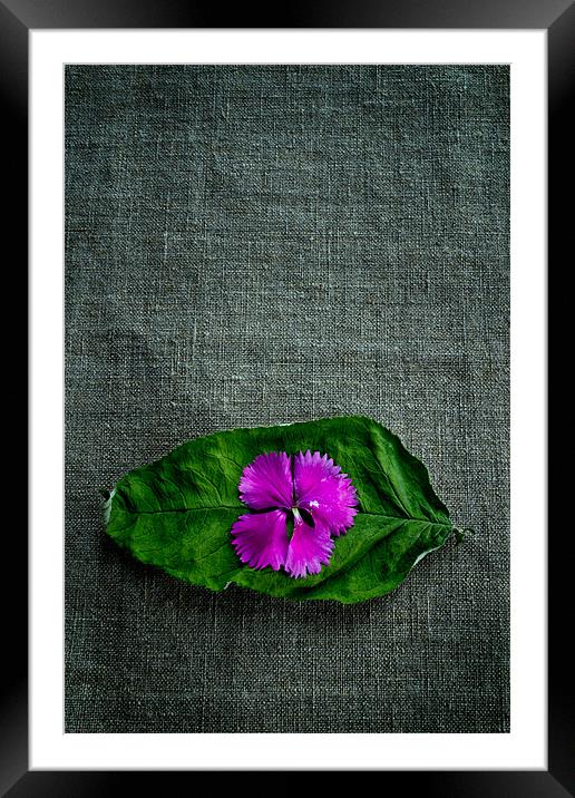 Wrinkled Pink Framed Mounted Print by Chris Andrew