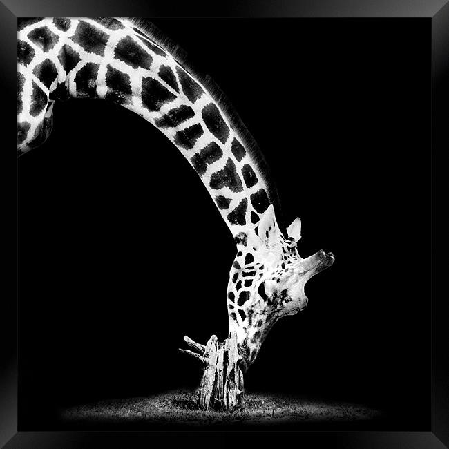 Giraffe Mono Framed Print by Dave Wragg