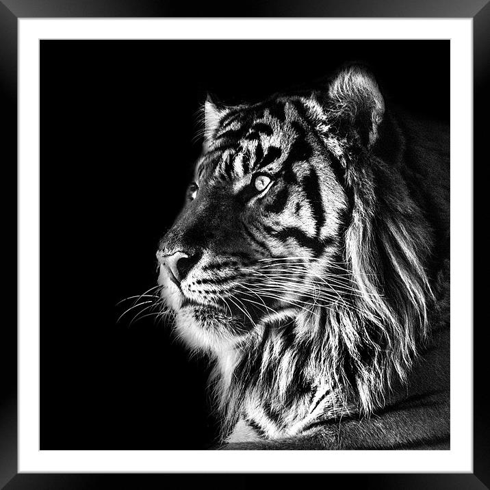 Tiger Mono Framed Mounted Print by Dave Wragg
