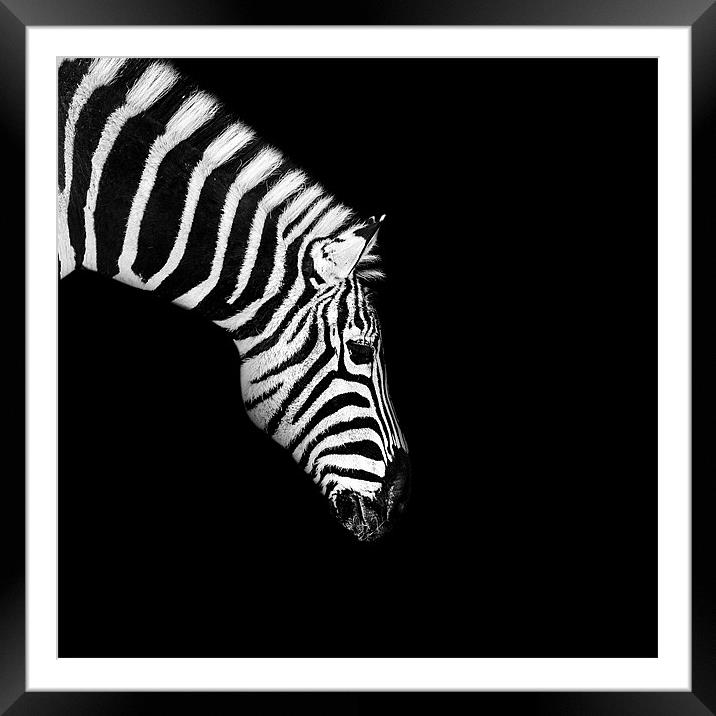 Zebra Mono Framed Mounted Print by Dave Wragg