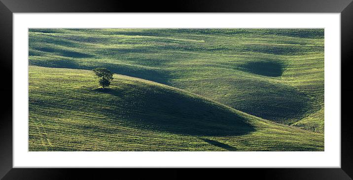  Tuscan Tree Framed Mounted Print by Dave Wragg