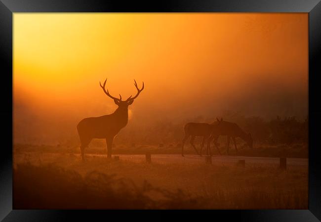  On Guard Framed Print by Dave Wragg