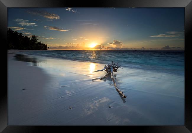  Driftwood Framed Print by Dave Wragg