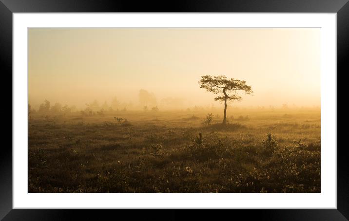 Lone Tree Framed Mounted Print by Dave Wragg