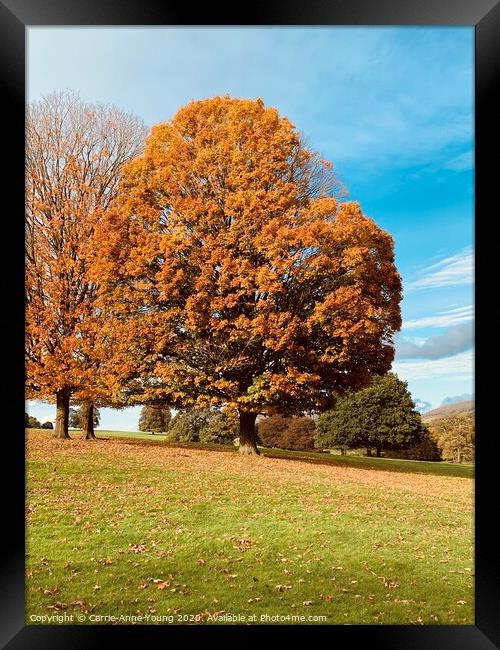 Plant tree Framed Print by Carrie-Anne Young