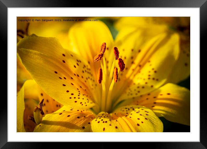 Yelllow Liliies Framed Mounted Print by Pam Sargeant