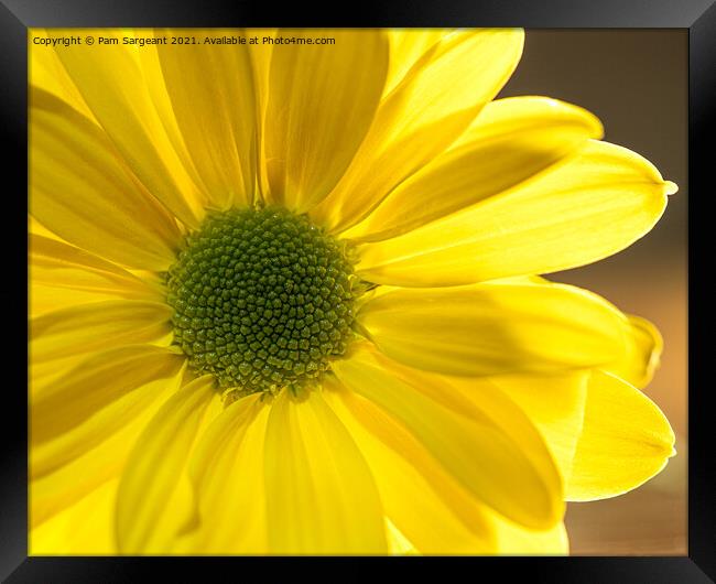 Yellow Osteospermum Framed Print by Pam Sargeant