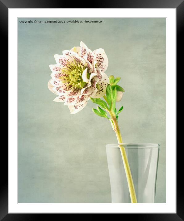 Hellebore Framed Mounted Print by Pam Sargeant