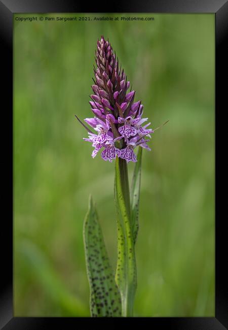 Marsh Orchid Framed Print by Pam Sargeant
