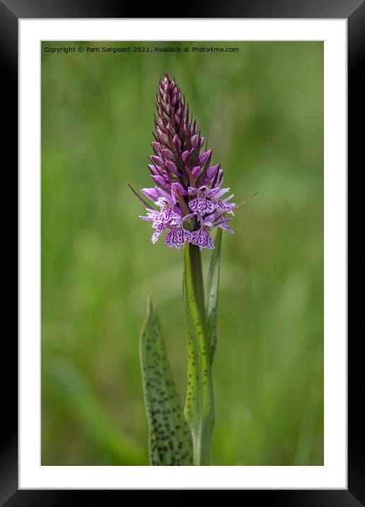 Marsh Orchid Framed Mounted Print by Pam Sargeant
