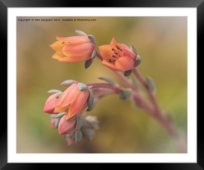 Echeveria Flower Framed Mounted Print by Pam Sargeant