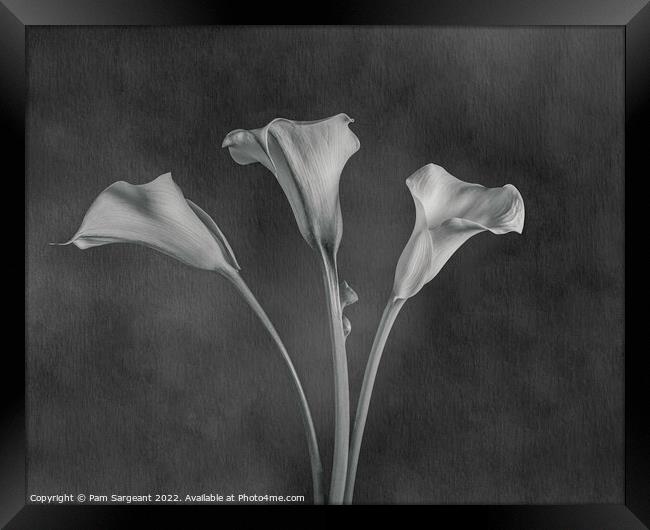 Monochrome Calla Lily Trio Framed Print by Pam Sargeant