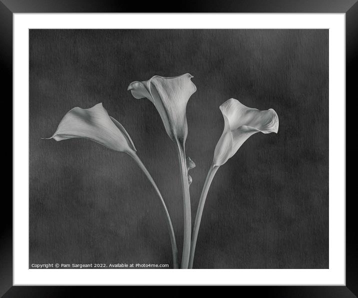 Monochrome Calla Lily Trio Framed Mounted Print by Pam Sargeant