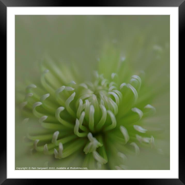 Radiant Chrysanthemum Blossom Framed Mounted Print by Pam Sargeant