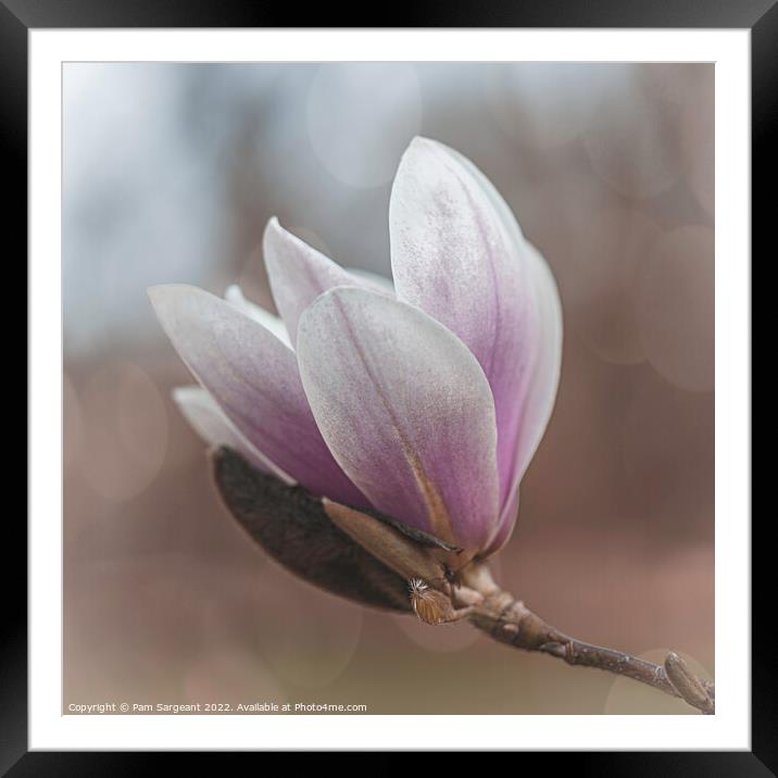 Pink Magnolia Blossom in Bloom Framed Mounted Print by Pam Sargeant