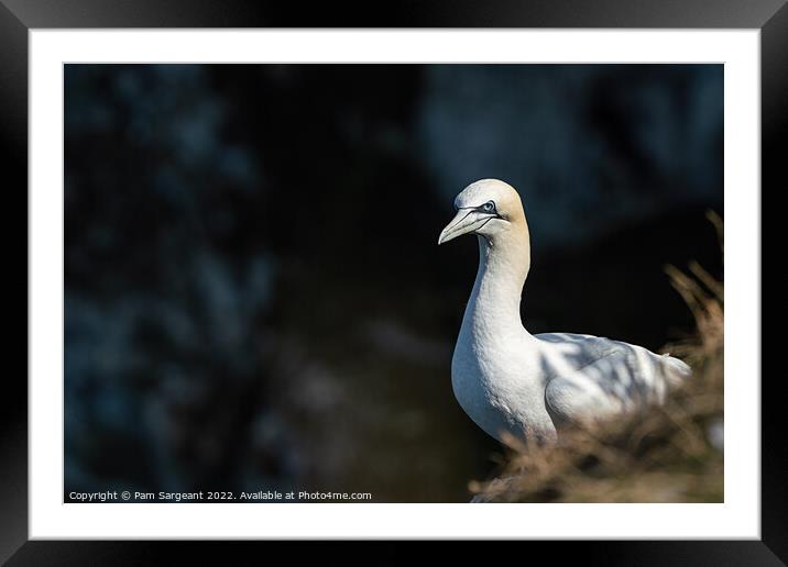 Majestic Gannet Surveying the Yorkshire Coastline Framed Mounted Print by Pam Sargeant