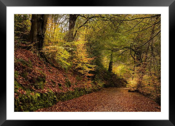 Enchanting Autumn Walk in Dimmingsdale Forest Framed Mounted Print by Pam Sargeant