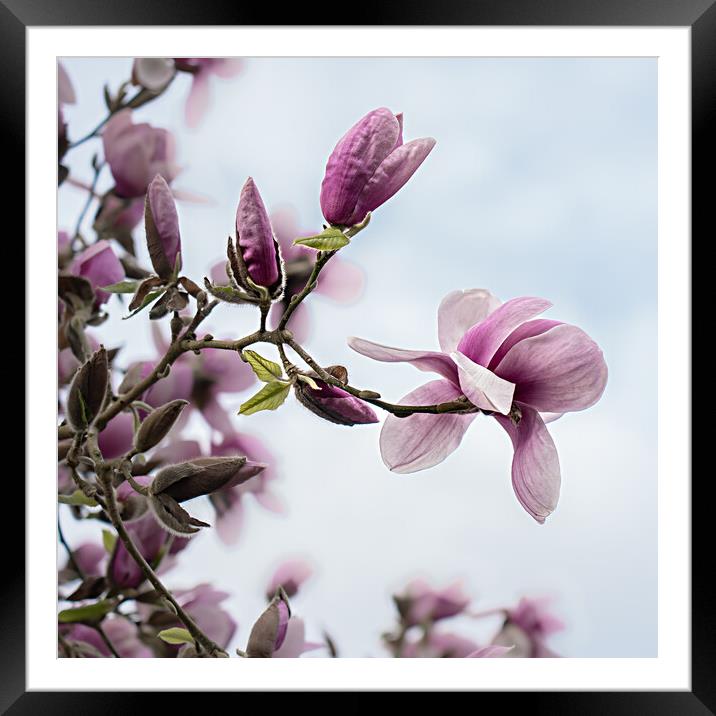 Fragile Beauty of Magnolia Blossoms Framed Mounted Print by Pam Sargeant