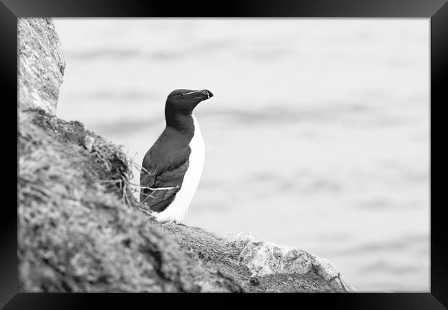 Solitary Razorbill Framed Print by Pam Sargeant