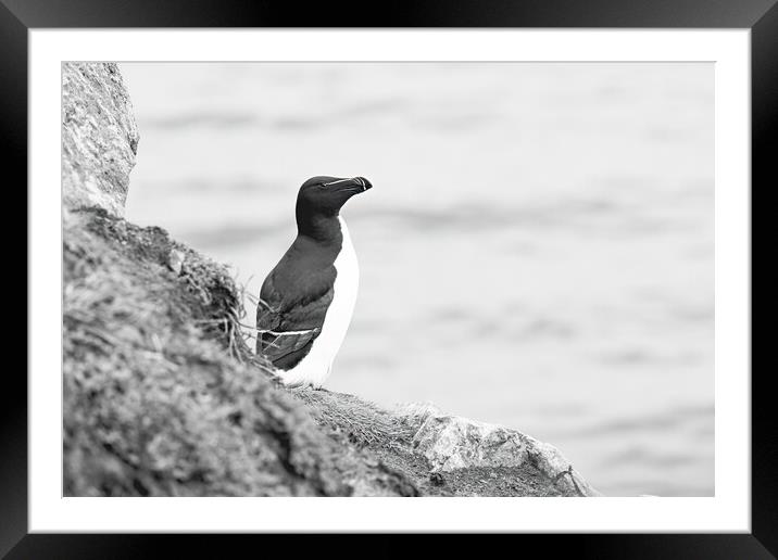 Solitary Razorbill Framed Mounted Print by Pam Sargeant