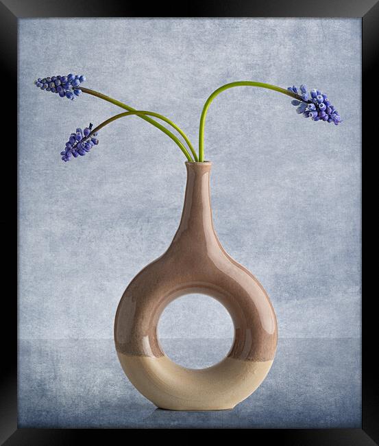 Muscari in vase Framed Print by Pam Sargeant