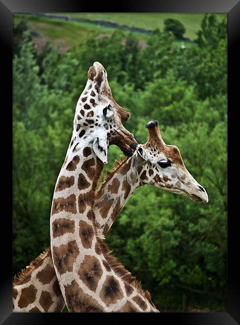 Giraffes Framed Print by Pam Sargeant