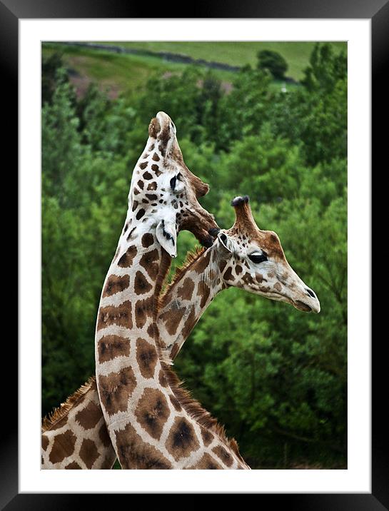 Giraffes Framed Mounted Print by Pam Sargeant