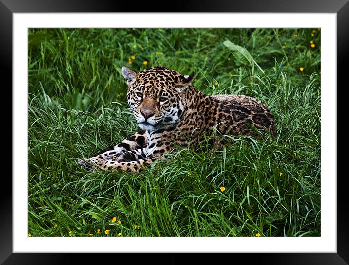 Jaguar Framed Mounted Print by Pam Sargeant