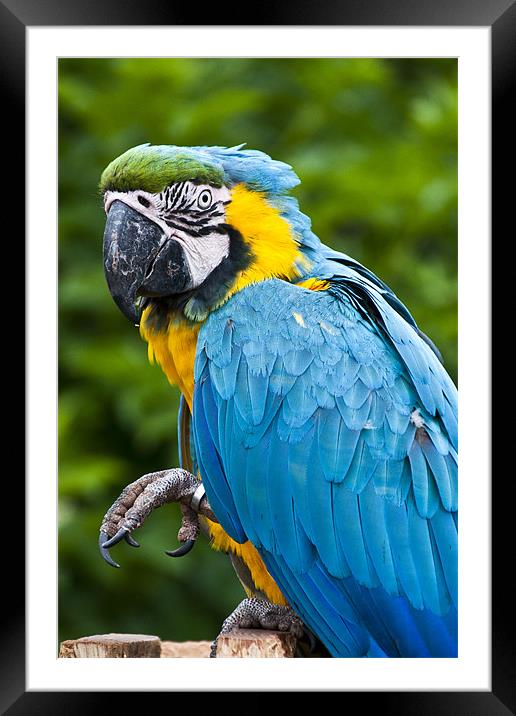 Blue Parrot Framed Mounted Print by Pam Sargeant