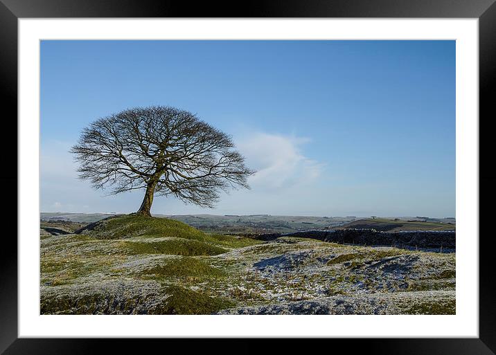  Solitary Tree Framed Mounted Print by Pam Sargeant
