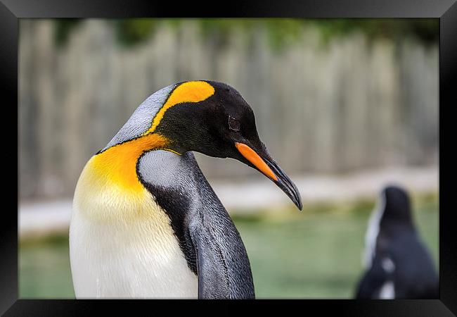  Penguin Framed Print by Pam Sargeant