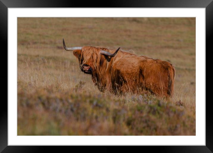 Highland Cow  Framed Mounted Print by Pam Sargeant