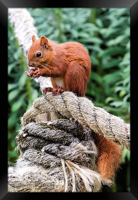 Red Squirrel Feeding Framed Print by Pam Sargeant