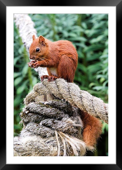 Red Squirrel Feeding Framed Mounted Print by Pam Sargeant