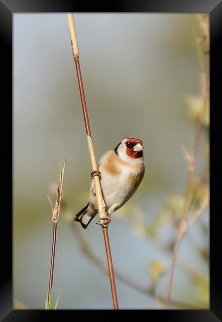 Goldfinch Framed Print by Pam Sargeant