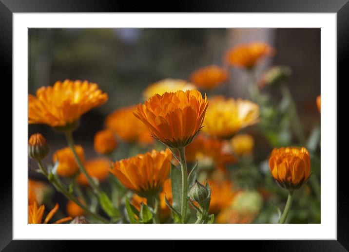 Orange Framed Mounted Print by Marc Melander