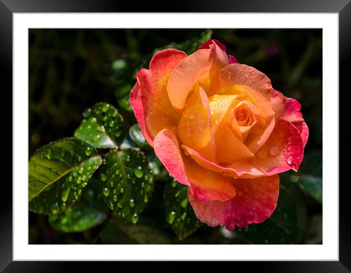 The season of roses is back Framed Mounted Print by Michelle PREVOT